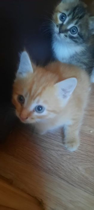 Отдам котят красивых