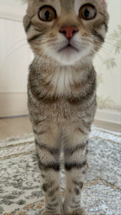 продам котенка,ертенгеде дейін алу керек.