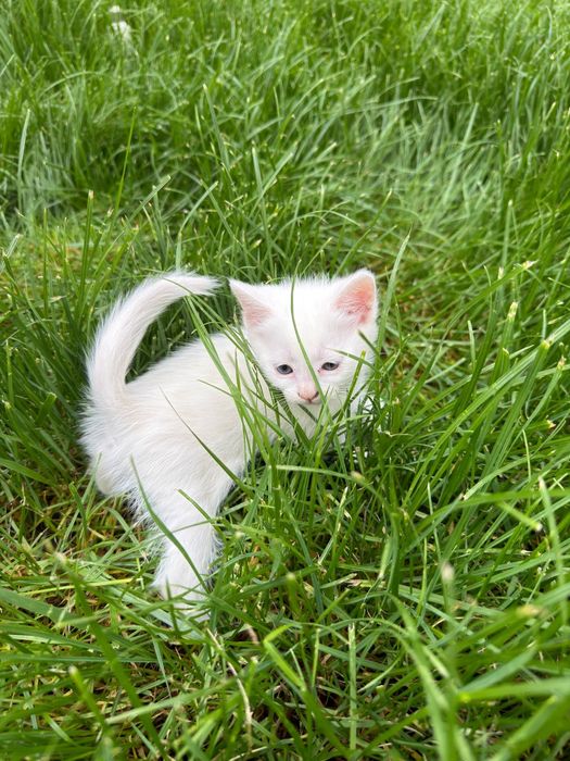 Отдам в добрые руки