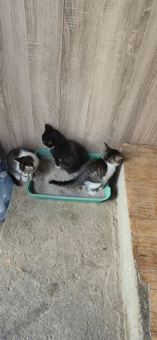 Котята домашние.