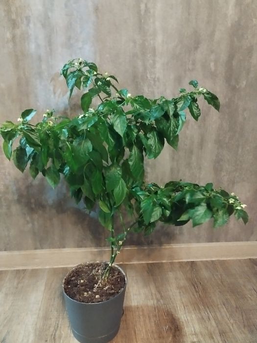 Растение Острый перец хабанеро.