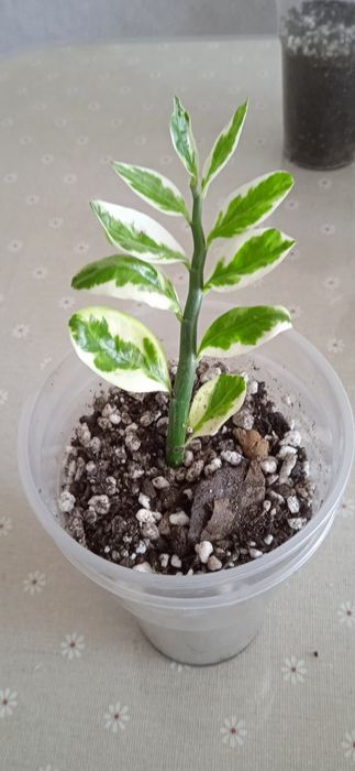 Продам комнатные растения