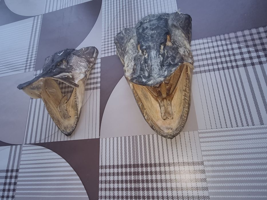 Две глави на щука