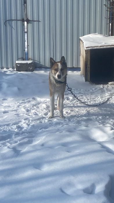 Отдам собаку в свой дом