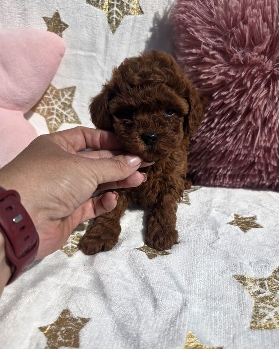 Запазена ! Мини пудел момиче с родословие над пет поколения