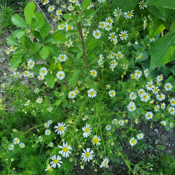 Эксклюзивные букеты(Eksklyuziv buketlar)