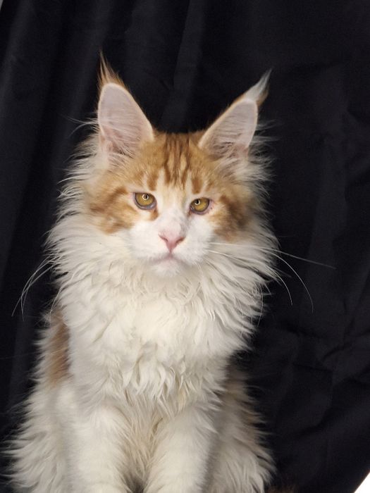 Кошка размером с кота!