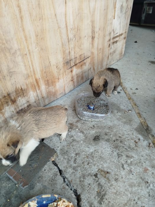 It bolalari, sog'lom, boqsa bôladigan