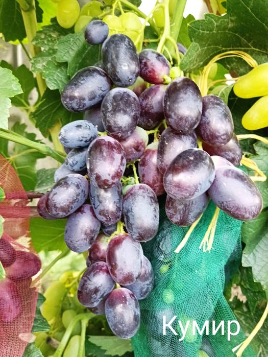 Саженцы винограда