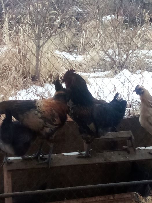 Продам петушков Лакеданзи