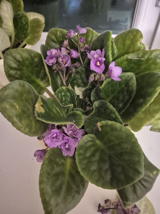Продам комнатные фиалки