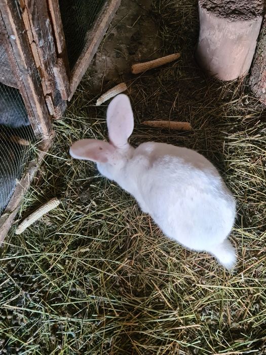 Iepuri masculi și femele gestante