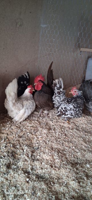 De vânzare gainuțe ..