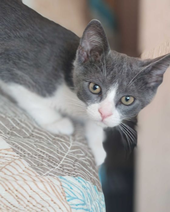 Подарявам мъжко коте