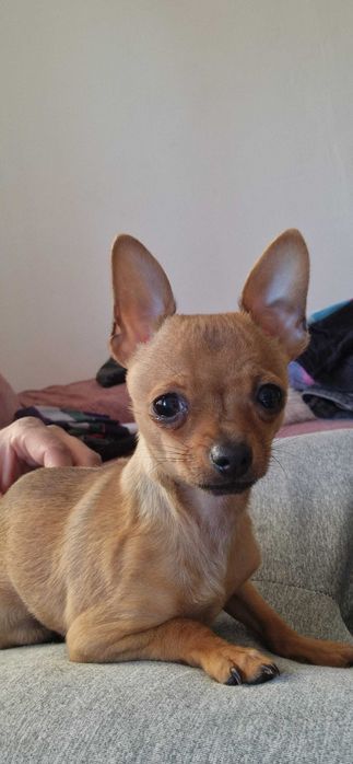 Мини пинчер женско