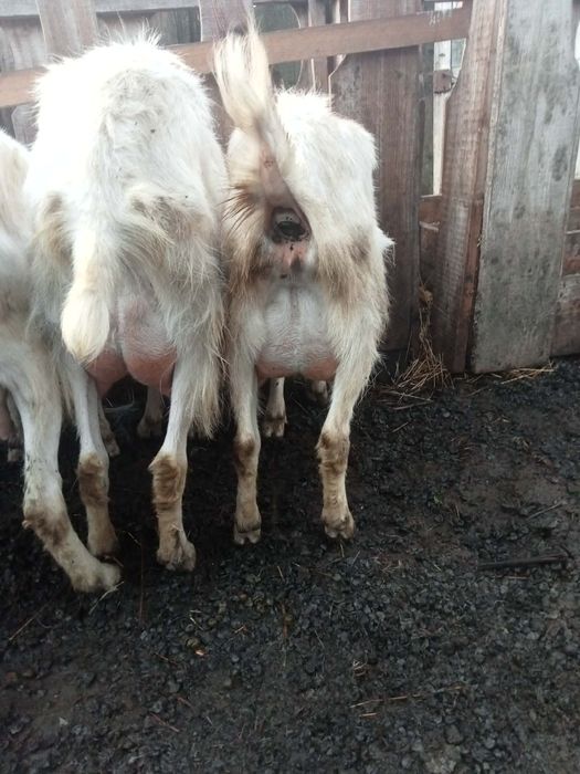 Vând capre comuna boțești județul vaslui  .(0769896340)
