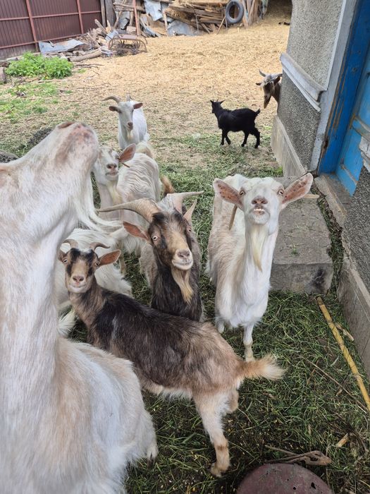 Țapi, capre și iezi de vanzare Racaciuni • OLX.ro
