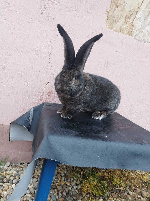 Mascul uriaș german gri fier