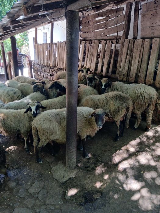 Animale domestice,oi de rasă