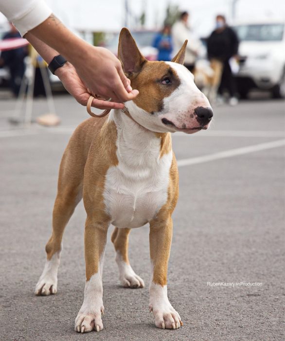 Английский бультерьер открыт для вязок