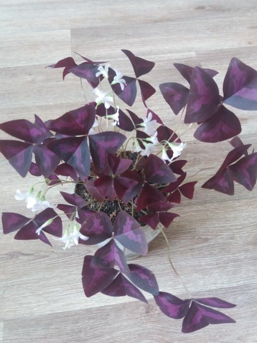 Комнатные растения