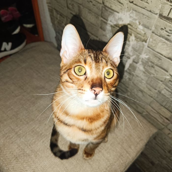 кот бенгал кастрированный