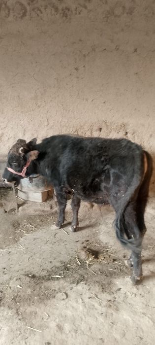 Navos sotilad soğlom