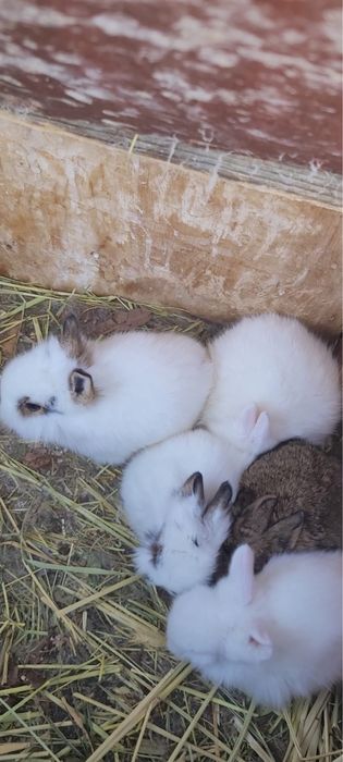 Кролики декоративные