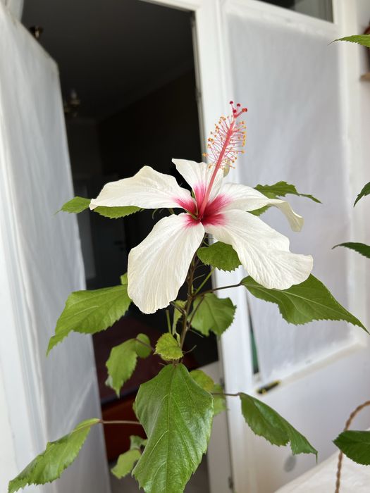 Гибискус 10 сортов