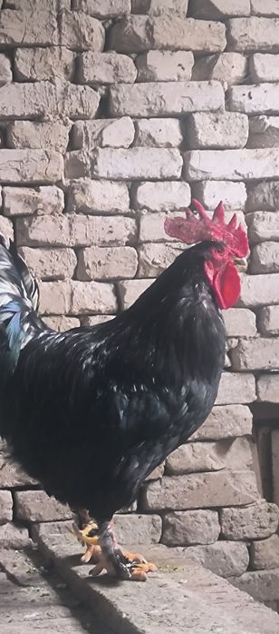 Черный принц в наличии