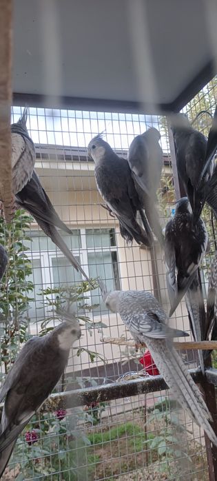 Pokiston paroda karella tòtilari sotiladi