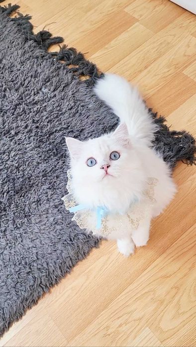 British longhair baietel alb cu ochi albaștri pedigree