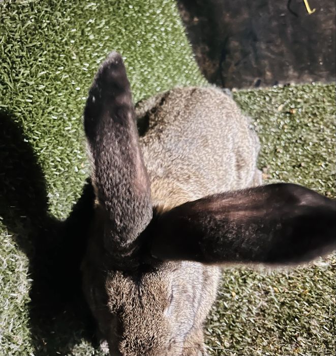 Femela urias german grifier din ianuarie 2026