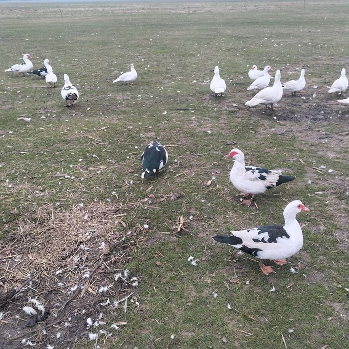 Vând rațe și rățoi