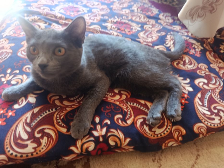 Кошка серая пародастая
