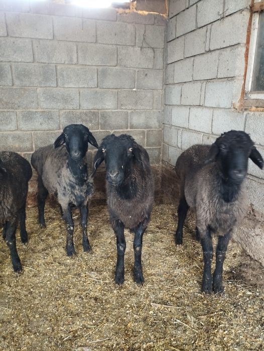 Кошкарлар бар зор