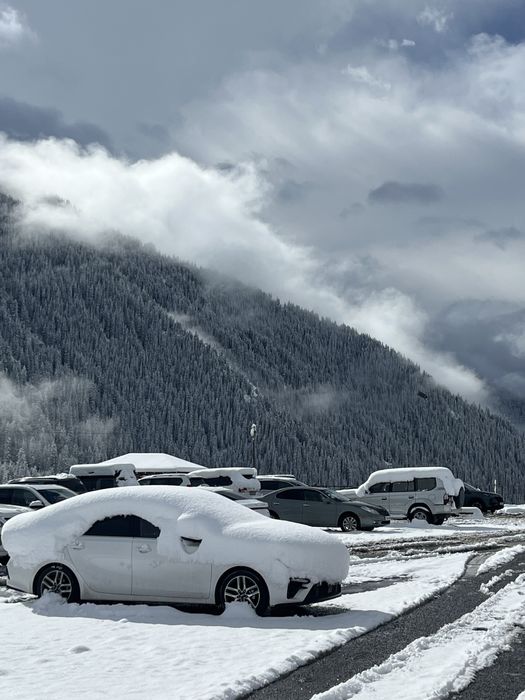 Кольсай кайынды Чарын