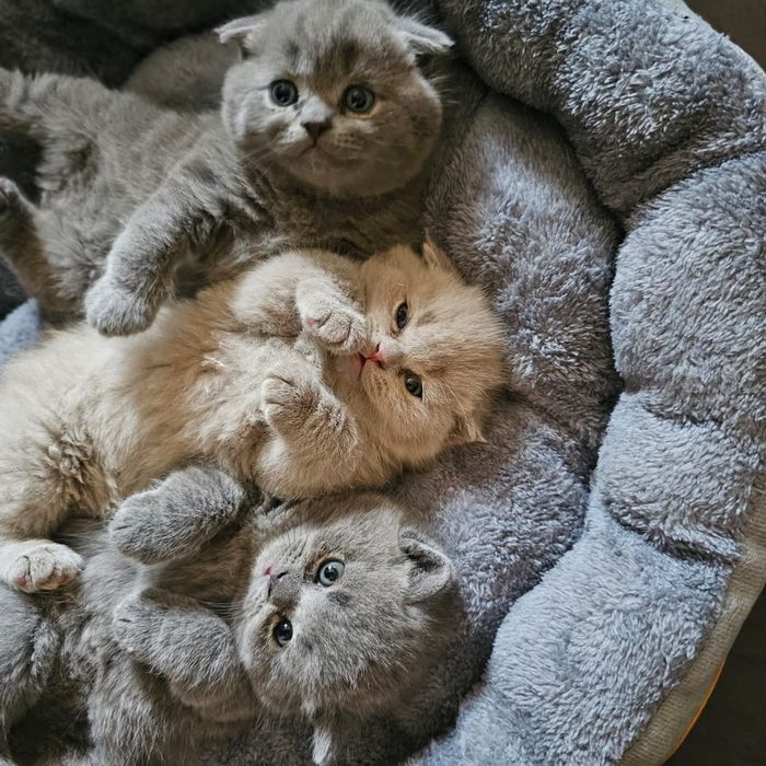 Вязка кот хайленд Страйт