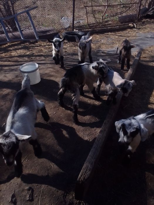 Козлики альпийские