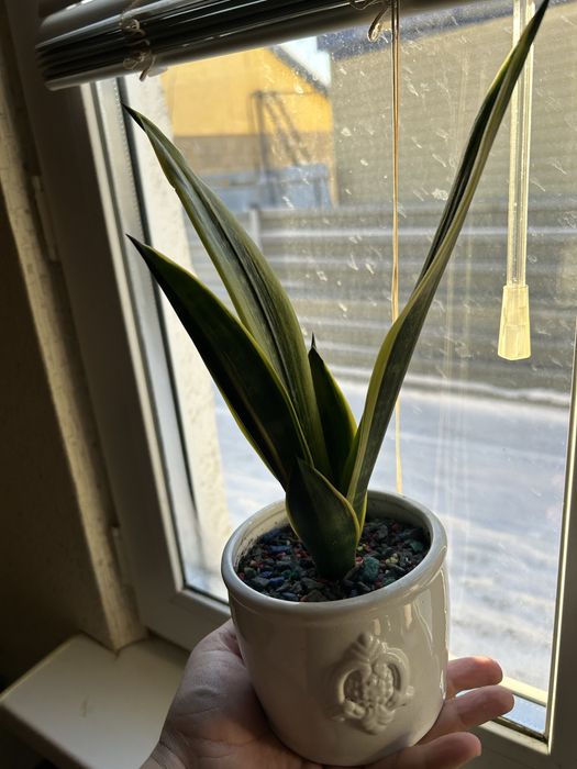 Продаются комнатеые цветы