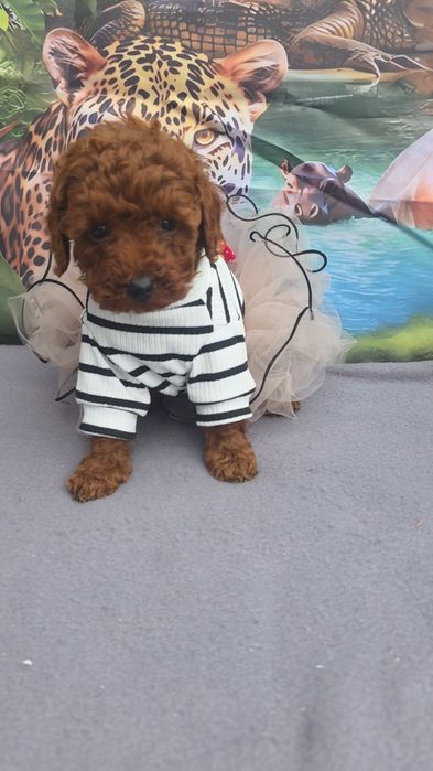 Пудел Мини с документ за произход