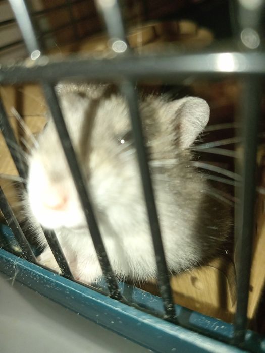 Прадам хомяка за 500тг