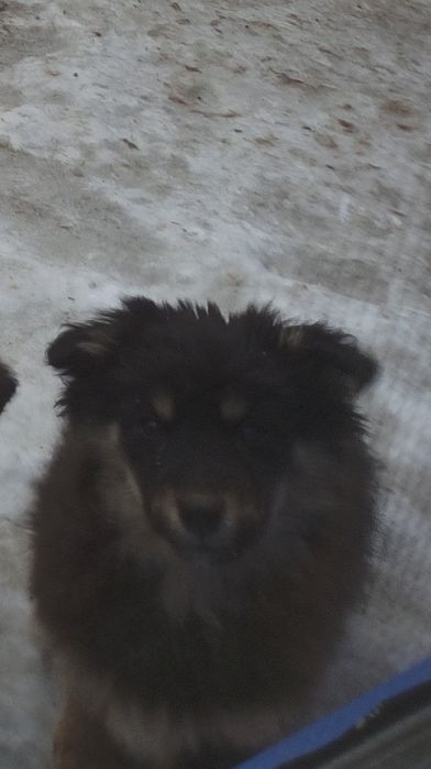 Отдам щенков в добрые руки