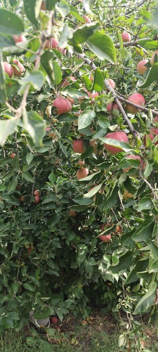 Продам дачу ,общество Вагонник