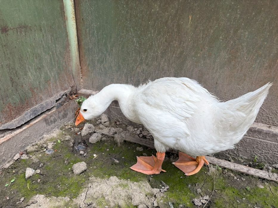 Продам Гусей 2 шт