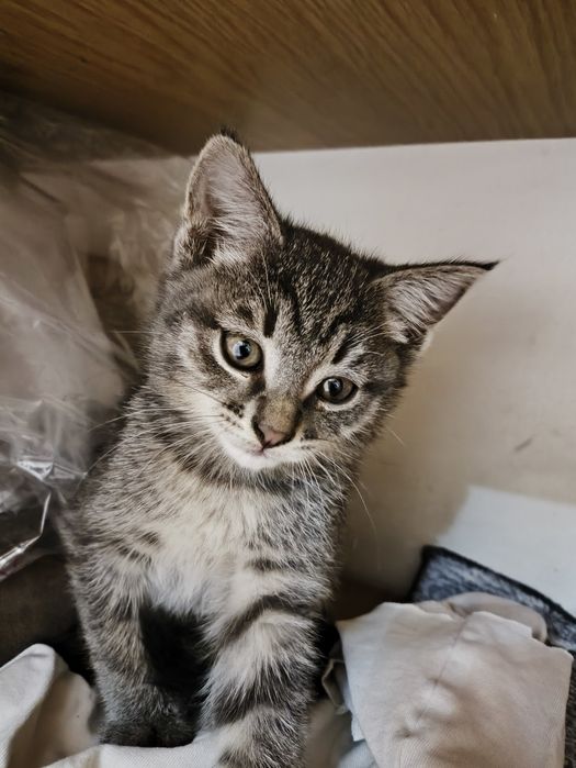 Отдам котят 1.5 месяца
