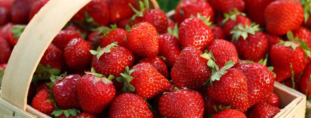 Продам рассаду клубники Лорд,Зенга