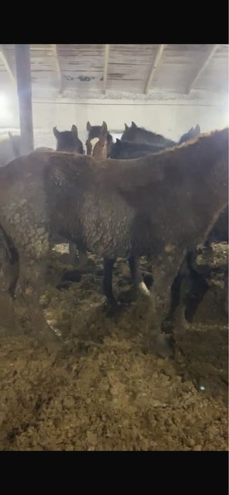 Тай жылқы лошади откорм