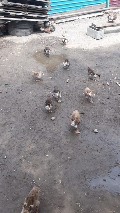 Продам Индоутки.