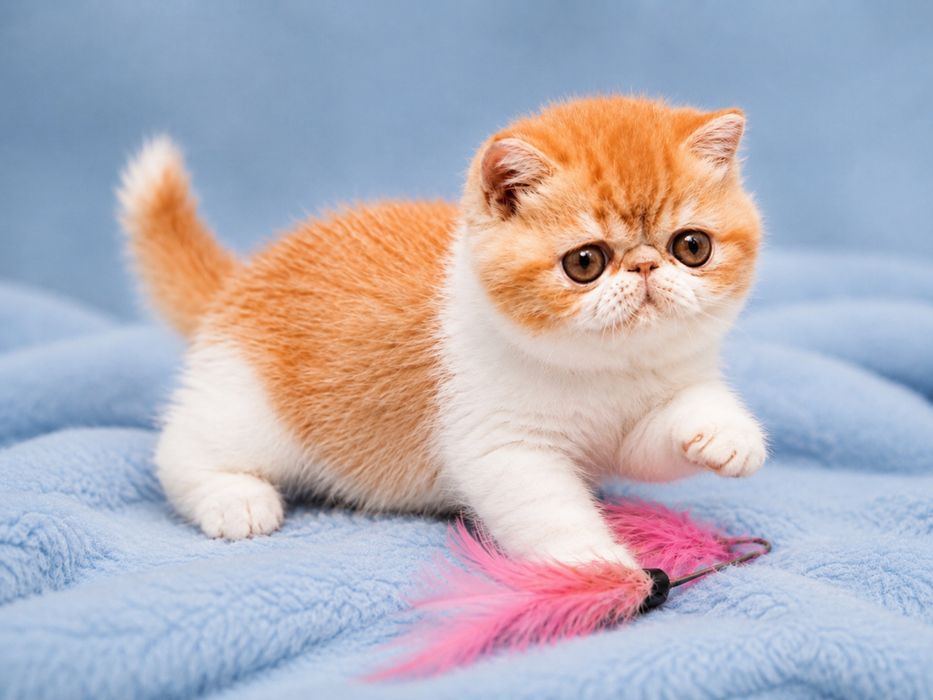 Экзотический котенок